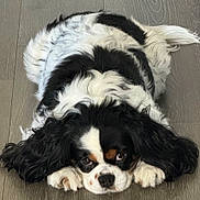 Pepper joined the competition — help win amazing prizes! dog, black_and_white, lying_down, floor, ears, cute, pet, animal, fur, indoor, canine, resting, portrait, closeup, expression, brown_eyes, paws, long_ears, adorable, companion