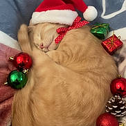 Pumpkin is registered to the contest to win money with this photo: blanket, cat, christmas_ornaments, cozy, cute, decorations, festive, fur, green, holiday, indoor, nap, pet, pinecones, red, red_bow, relaxed, santa_hat, sleeping, soft