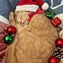blanket, cat, christmas_ornaments, cozy, cute, decorations, festive, fur, green, holiday, indoor, nap, pet, pinecones, red, red_bow, relaxed, santa_hat, sleeping, soft