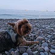 Orphee participe au concours pour gagner de l'argent avec cette photo : dog, beach, rocks, sea, water, animal, pet, outdoor, nature, canine, happy, relaxed, coast, waves, sky, leisure, small_dog, daytime, scenic, vacation