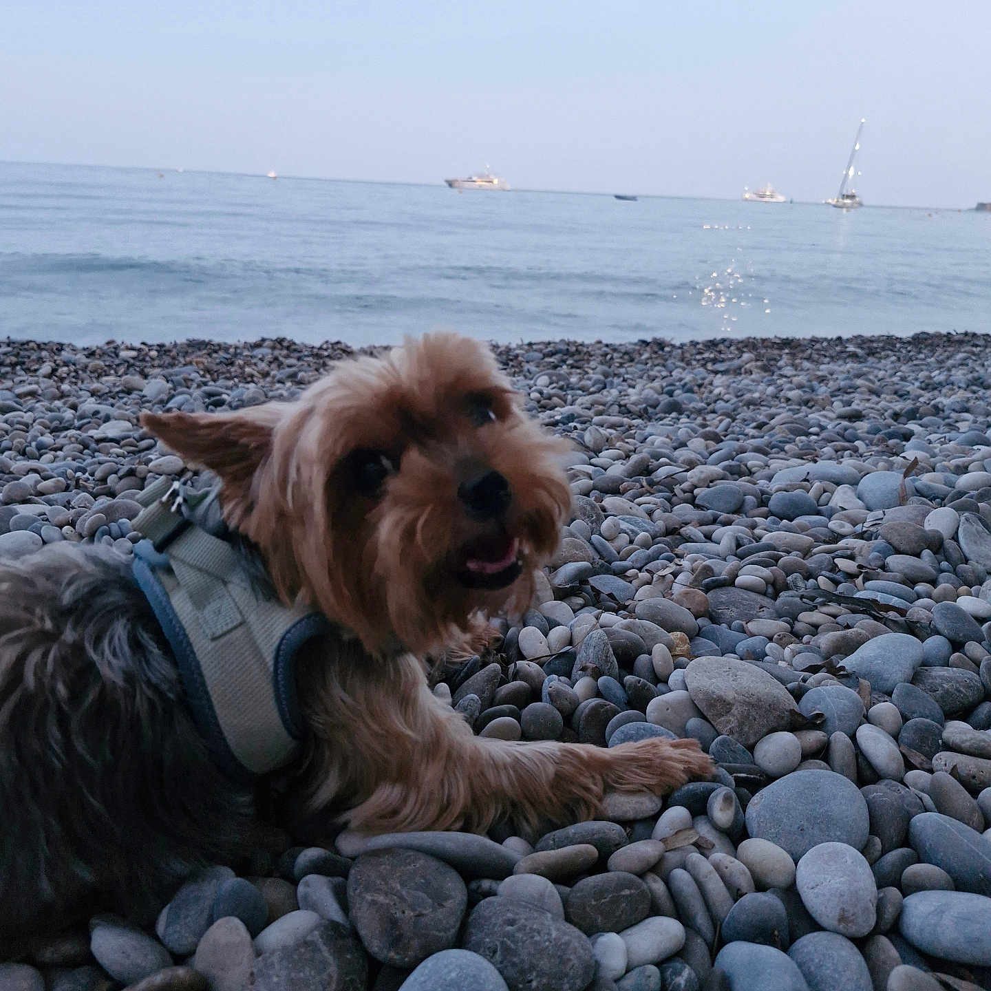 Orphee participe au concours pour gagner de l'argent avec cette photo : dog, beach, rocks, sea, water, animal, pet, outdoor, nature, canine, happy, relaxed, coast, waves, sky, leisure, small_dog, daytime, scenic, vacation