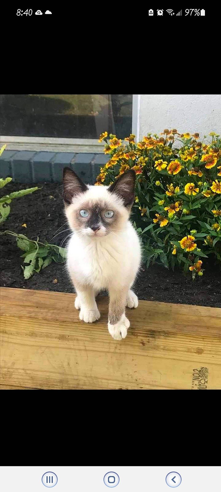 Chloe is registered to the contest to win money with this photo: birman, carnivore, cat, companion_dog, dog_breed, eye, fawn, felidae, flower, grass, plant, siamese, small_to_medium_sized_cats, snout, tail, terrestrial_animal, thai, tree, whiskers, wood