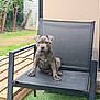 Aïko participe au concours pour gagner de l'argent avec cette photo : animal, backyard, black_chair, calm, chair, curious, daylight, dog, fence, garden, grass, gray_dog, nature, outdoor, pet, puppy, sitting, trees, wooden_deck, young_dog