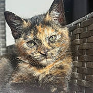 Baïa a rejoint le concours — aidez-le/la à gagner de superbes lots ! animal, cat, chair, claws, closeup, ears, eyes, feline, fur, lounging, outdoor, paws, pet, photography, portrait, sitting, sunlight, tortoiseshell_cat, whiskers, woven_texture