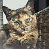 cat, tortoiseshell_cat, feline, pet, animal, closeup, portrait, fur, whiskers, ears, eyes, paws, claws, sitting, lounging, sunlight, outdoor, chair, woven_texture, photography
