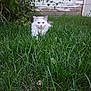 cat, white_cat, grass, outdoor, garden, greenery, plant, leaf, animal, pet, feline, nature, yard, furry, cute, crouching, background, wooden_fence, shrub, closeup