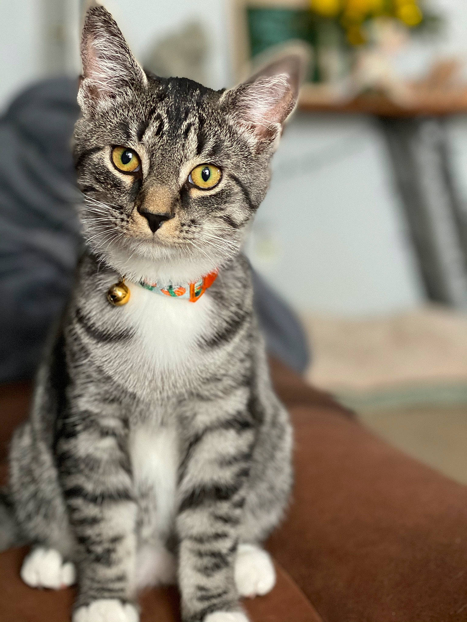 Gravy is registered to the contest to win money with this photo: aegean_cat, american_shorthair, american_wirehair, asian, australian_mist, california_spangled, carnivore, cat, domestic_short_haired_cat, dragon_li, european_shorthair, eye, felidae, kitten, mammal, small_to_medium_sized_cats, snout, tabby_cat, vertebrate, whiskers