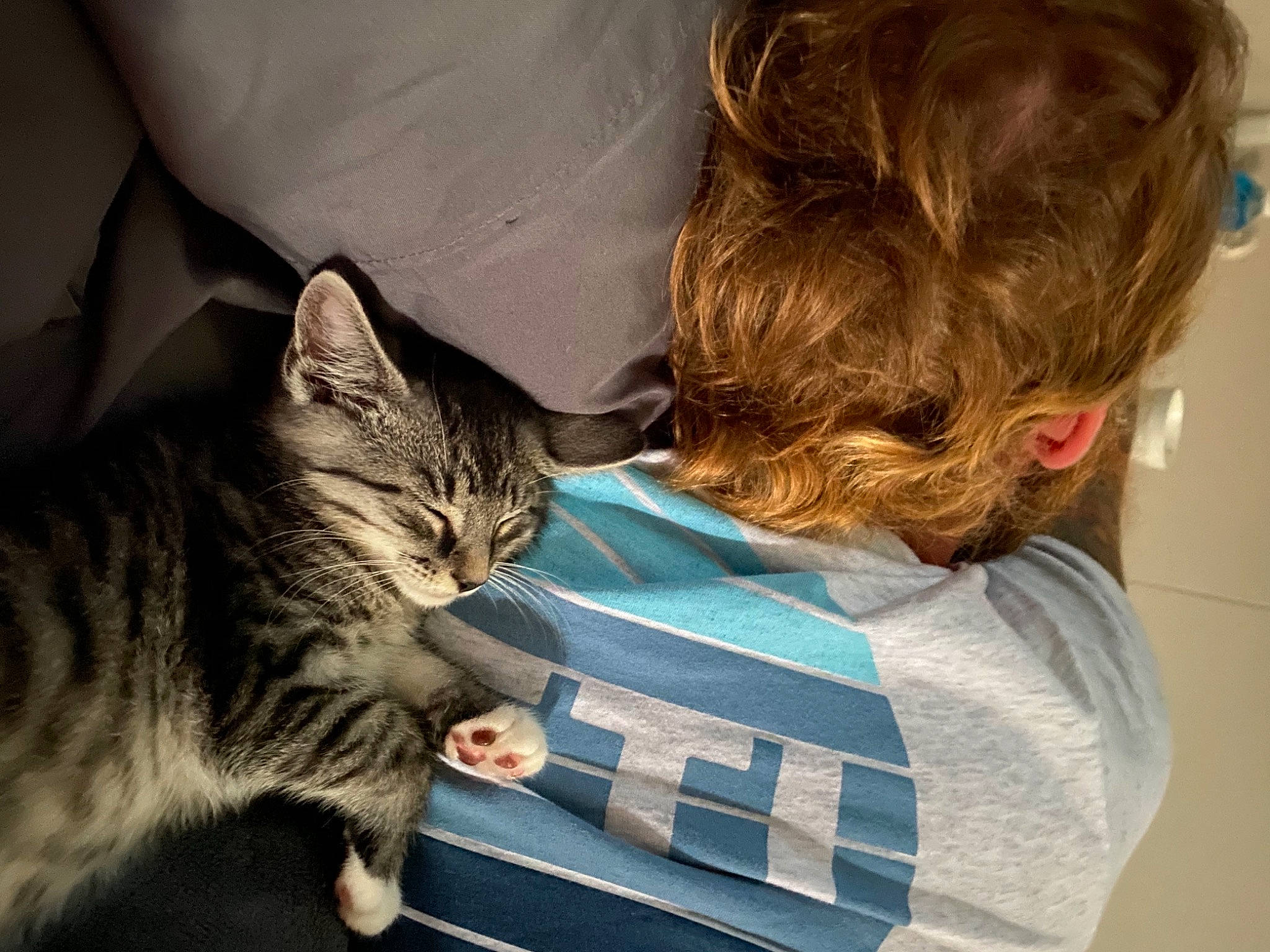 Gravy joined the competition — help win amazing prizes! american_shorthair, asian, carnivore, cat, child, comfort, domestic_short_haired_cat, dragon_li, ear, european_shorthair, felidae, fur, kitten, nap, ojos_azules, pixie_bob, polydactyl_cat, small_to_medium_sized_cats, tabby_cat, whiskers