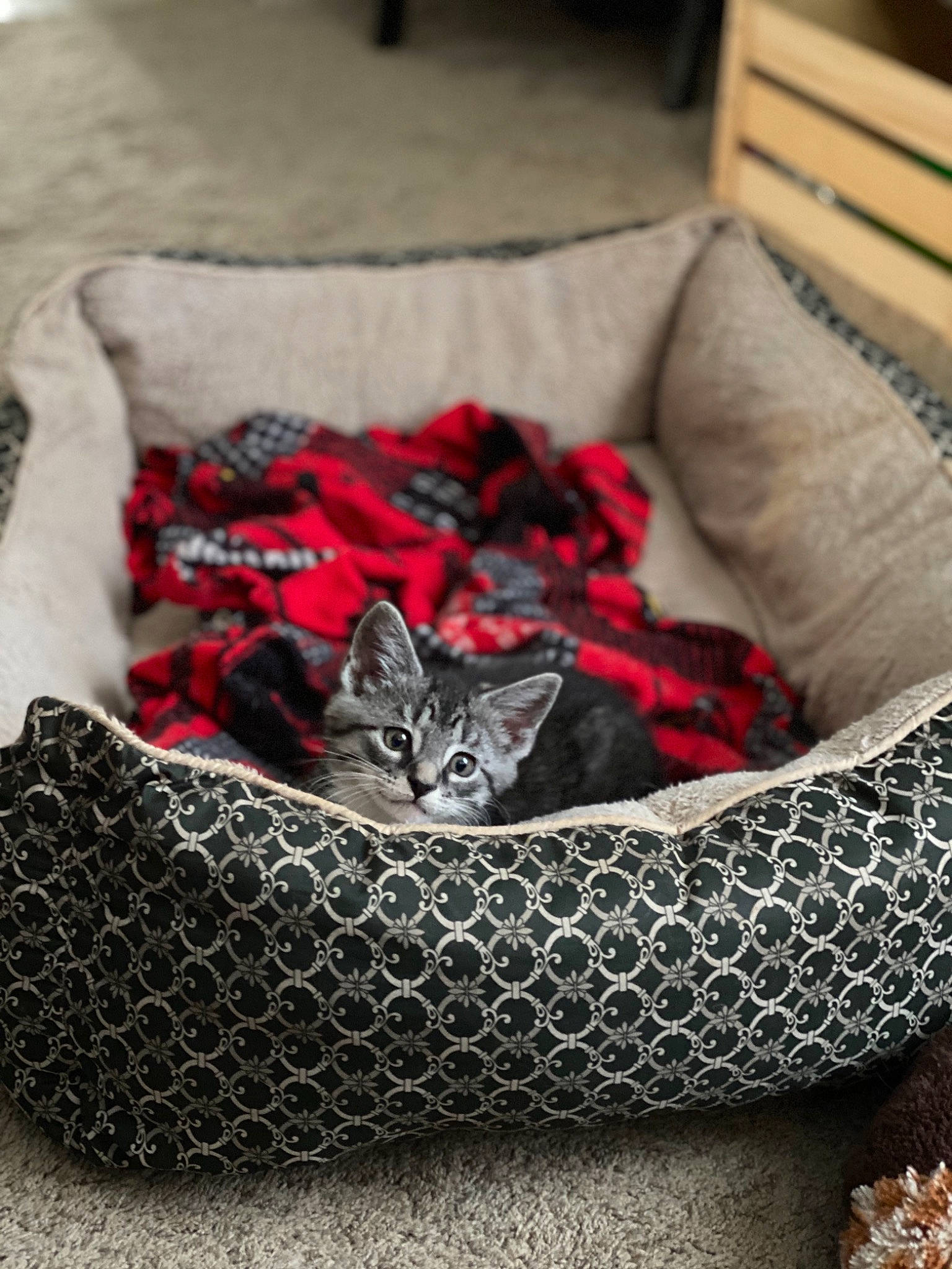 Gravy joined the competition — help win amazing prizes! american_shorthair, asian, black, carnivore, cat, cat_bed, comfort, couch, egyptian_mau, felidae, fur, furniture, grey, kitten, linens, small_to_medium_sized_cats, whiskers, white