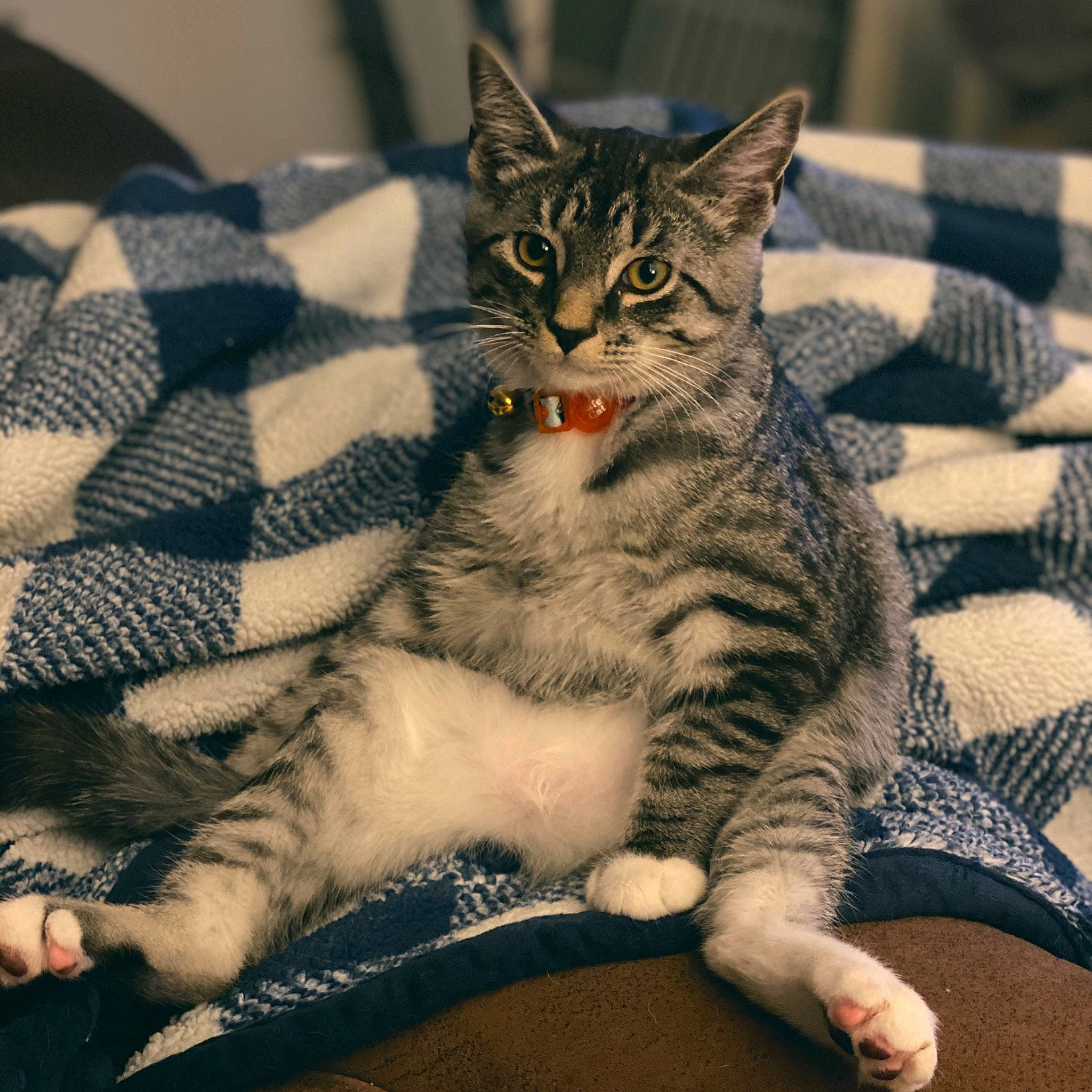 Gravy joined the competition — help win amazing prizes! aegean_cat, american_shorthair, american_wirehair, asian, california_spangled, carnivore, cat, domestic_short_haired_cat, dragon_li, egyptian_mau, european_shorthair, felidae, mammal, paw, pixie_bob, small_to_medium_sized_cats, snout, tabby_cat, vertebrate, whiskers