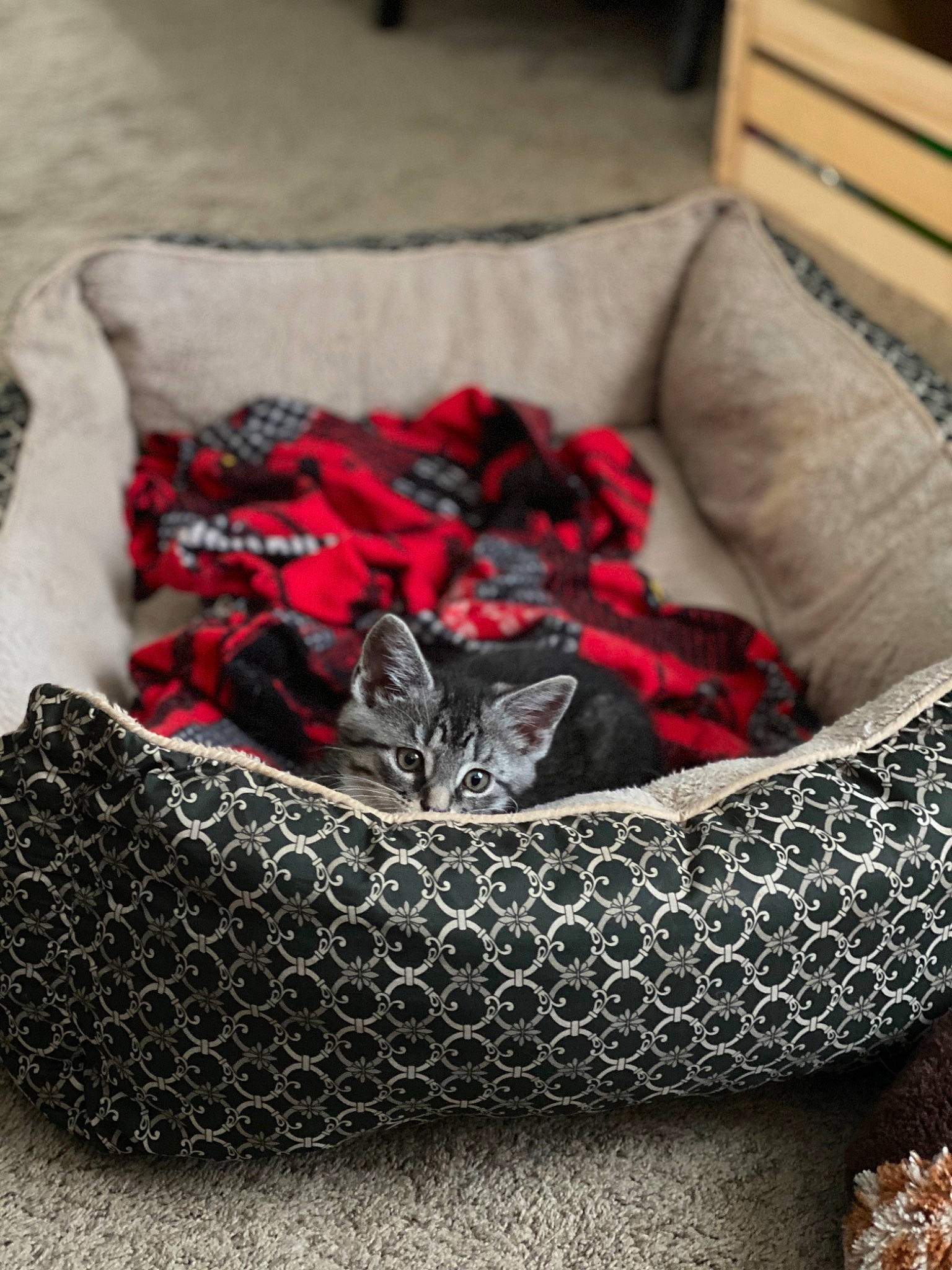 Gravy joined the competition — help win amazing prizes! black, carnivore, cat, cat_bed, comfort, couch, fashion_accessory, felidae, fur, furniture, grey, kitten, linens, pattern, red, small_to_medium_sized_cats, textile, whiskers