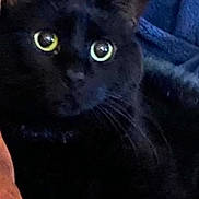 Gizmo is registered to the contest to win money with this photo: animal_face, black_cat, blanket, cat, closeup, couch, cozy, curious, ears, feline, fur, glowing_eyes, green_eyes, indoor, looking_at_camera, pet, portrait, soft_lighting, vertical_crop, whiskers