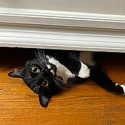Baby Cat joined the competition — help win amazing prizes! animal, black_and_white, cat, closeup, curious, cute, domestic, door, feline, floor, house, indoor, lying_down, mischievous, peeking, pet, playful, tuxedo_cat, whiskers, wooden_floor