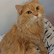 Camel participe au concours pour gagner de l'argent avec cette photo : cat, orange_cat, fluffy, longhaired, feline, pet, animal, portrait, sitting, indoors, bed, bedding, patterned_fabric, whiskers, green_eyes, curious, relaxed, fur, home, close_up