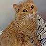 cat, orange_cat, fluffy, longhaired, feline, pet, animal, portrait, sitting, indoors, bed, bedding, patterned_fabric, whiskers, green_eyes, curious, relaxed, fur, home, close_up