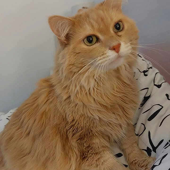 Camel participe au concours pour gagner de l'argent avec cette photo : cat, orange_cat, fluffy, longhaired, feline, pet, animal, portrait, sitting, indoors, bed, bedding, patterned_fabric, whiskers, green_eyes, curious, relaxed, fur, home, close_up