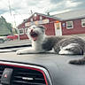 Astro joined the competition — help win amazing prizes! cat, kitten, gray_and_white, open_mouth, yawning, animal, pet, dashboard, car_interior, vehicle, driving, red_building, outdoor, cloudy_sky, portrait, whiskers, fur, sitting, funny, automobile