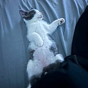 Astro is registered to the contest to win money with this photo: cat, pet, animal, white_cat, gray_cat, lying_down, belly_up, raised_paw, paw_pads, relaxed, sleepy, playful, couch, sofa, blanket, indoor, home, cozy, portrait, blurry