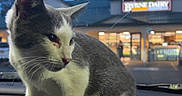 Astro is registered to the contest to win money with this photo: cat, gray_cat, white_cat, pet, animal, sitting, dashboard, car_interior, vehicle, twilight, evening, blue_sky, moon, storefront, dairy_shop, outdoor, portrait, whiskers, tail, text_overlay