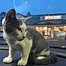 cat, gray_cat, white_cat, pet, animal, sitting, dashboard, car_interior, vehicle, twilight, evening, blue_sky, moon, storefront, dairy_shop, outdoor, portrait, whiskers, tail, text_overlay