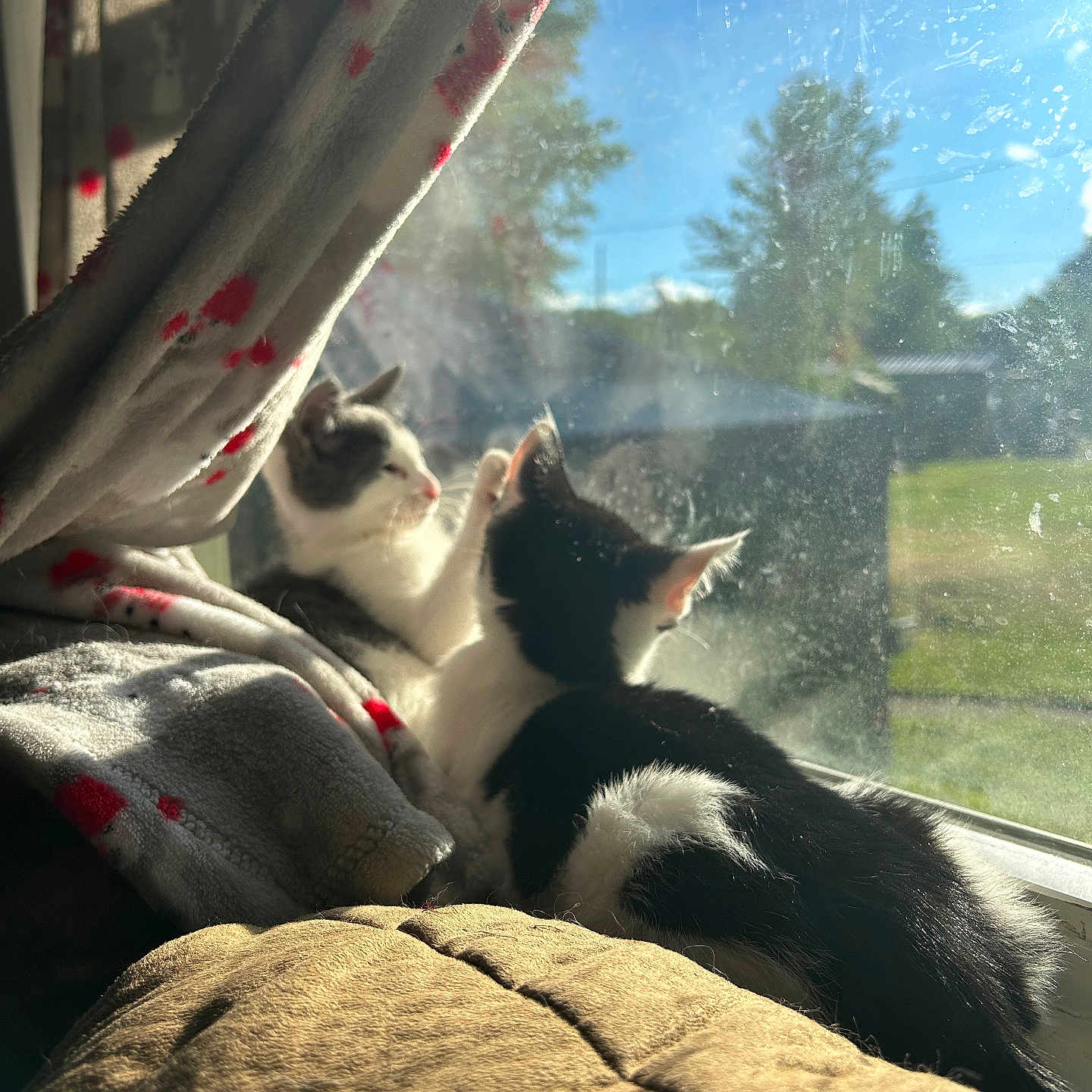 Astro joined the competition — help win amazing prizes! kittens, cats, black_and_white, animals, pet, cute, window, sunlight, sunbeam, blanket, cozy, indoors, outdoors, curious, sitting, lying_down, fur, whiskers, curtains, nature