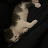 Astro joined the competition — help win amazing prizes! cat, kitten, sleeping, upside_down, lying_down, white_fur, gray_fur, paws, pink_paw_pads, whiskers, closed_eyes, indoor, blanket, black_background, cozy, nap, relaxed, cute, pet, photography
