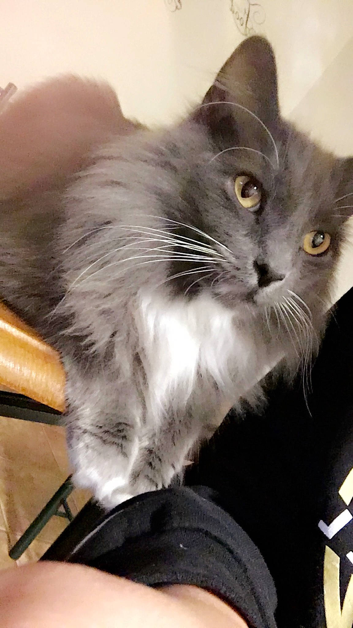 Bebe joined the competition — help win amazing prizes! black_cat, box, british_longhair, carnivore, cat, cat_supply, chair, claw, comfort, domestic_short_haired_cat, eye, felidae, fur, iris, paw, small_to_medium_sized_cats, snout, tail, whiskers, window