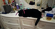 Hyuka joined the competition — help win amazing prizes! black_cat, bottle, bracelet, cat, clutter, container, cosmetics, drawer, dressing_table, feline, indoor, jewelry, lotion, mirror, paper, pen, pink_collar, plastic_bottle, reflection, room
