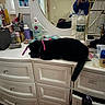 black_cat, bottle, bracelet, cat, clutter, container, cosmetics, drawer, dressing_table, feline, indoor, jewelry, lotion, mirror, paper, pen, pink_collar, plastic_bottle, reflection, room