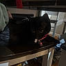 animal, black_cat, cat, chair, collar, dim_lighting, domestic_cat, eyes, feline, floor, home, indoor, pet, pink_collar, quiet, relaxed, resting, shadow, table, wooden_furniture