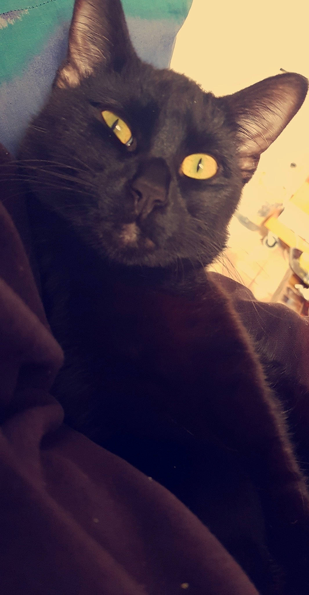 Fish a rejoint le concours — aidez-le/la à gagner de superbes lots ! asian, black_cat, bombay, british_shorthair, burmese, carnivore, cat, chartreux, domestic_short_haired_cat, felidae, korat, mammal, small_to_medium_sized_cats, snout, vertebrate, whiskers