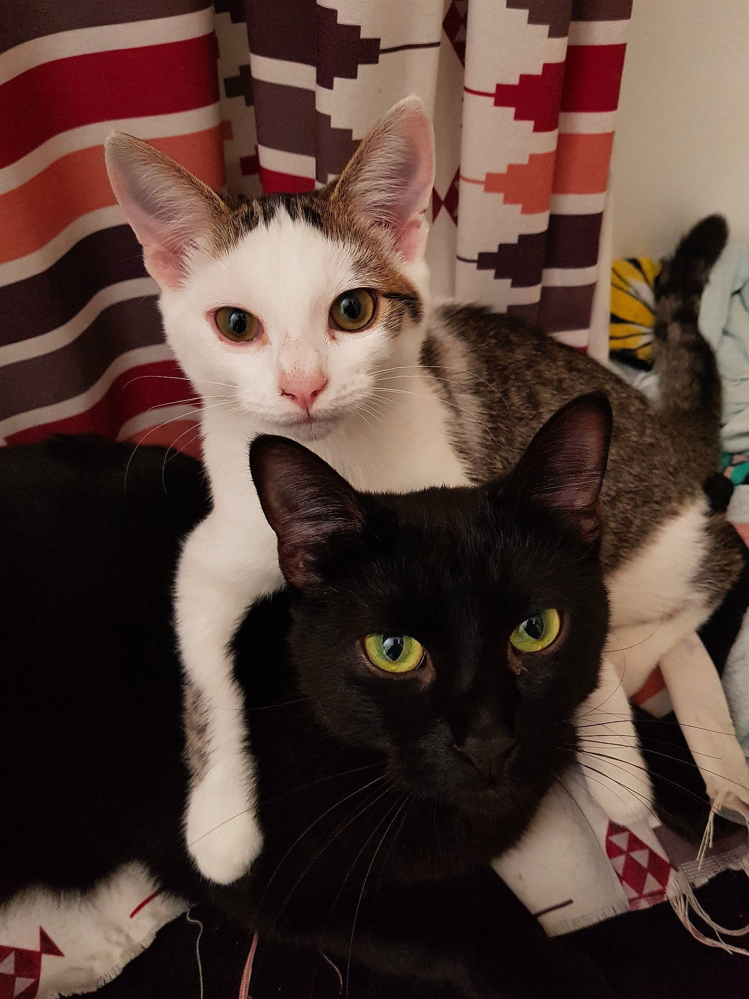 Fish a rejoint le concours — aidez-le/la à gagner de superbes lots ! asian, black_and_white, carnivore, cat, devon_rex, domestic_short_haired_cat, ear, felidae, german_rex, kitten, mammal, oriental_shorthair, small_to_medium_sized_cats, vertebrate, whiskers