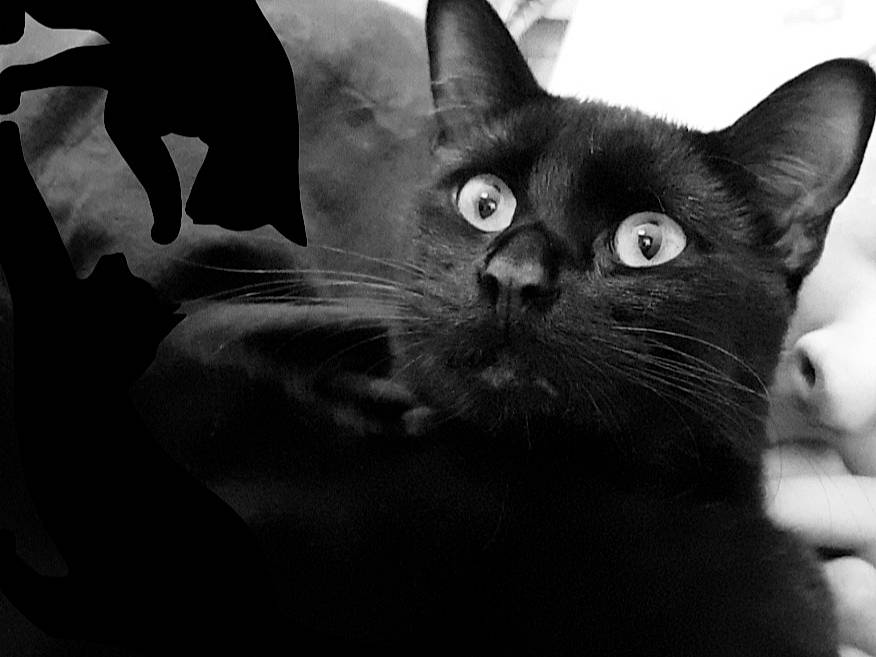 Fish participe au concours pour gagner de l'argent avec cette photo : asian, black, black_and_white, black_cat, bombay, burmese, carnivore, cat, domestic_short_haired_cat, eye, felidae, kitten, mammal, monochrome, monochrome_photography, photography, small_to_medium_sized_cats, snapshot, snout, whiskers