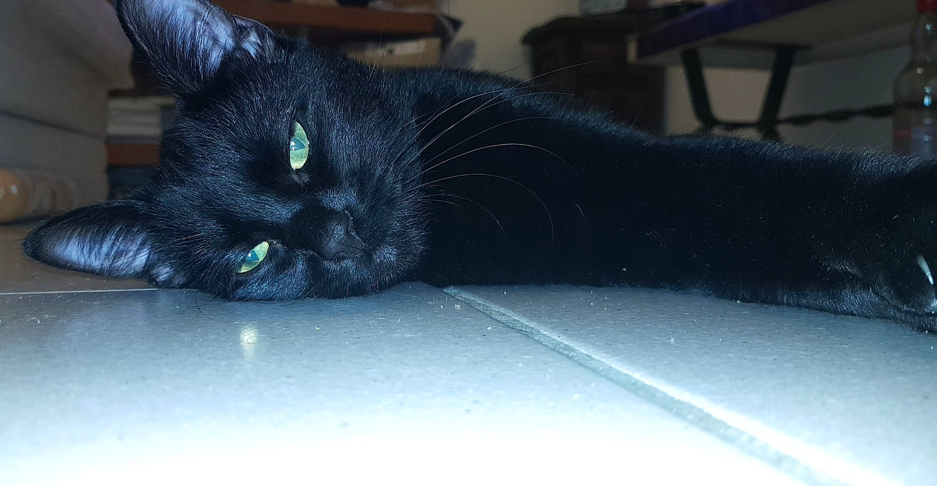 Fish a rejoint le concours — aidez-le/la à gagner de superbes lots ! asian, black, black_cat, bombay, carnivore, cat, domestic_short_haired_cat, eye, felidae, fur, korat, small_to_medium_sized_cats, snout, tail, whiskers