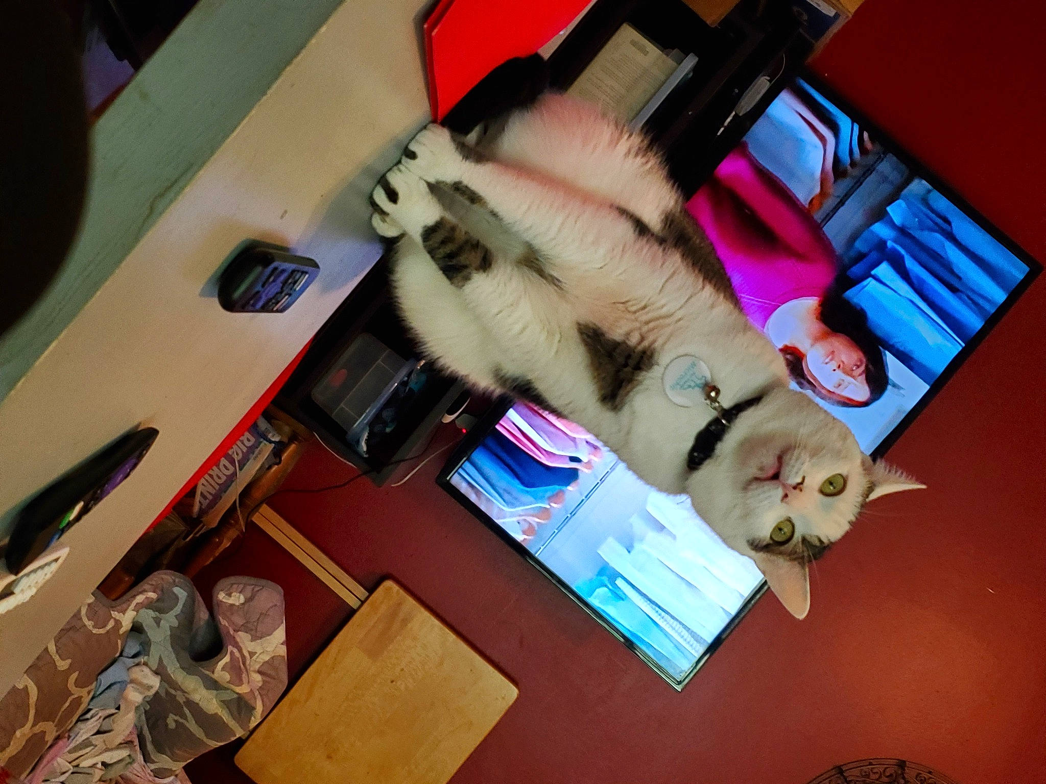 Mr Smith joined the competition — help win amazing prizes! box, canidae, carnivore, cat, companion_dog, fawn, felidae, fun, fur, hardwood, human_leg, lap, room, shipping_box, siamese, small_to_medium_sized_cats, sporting_group, tail, whiskers, wood