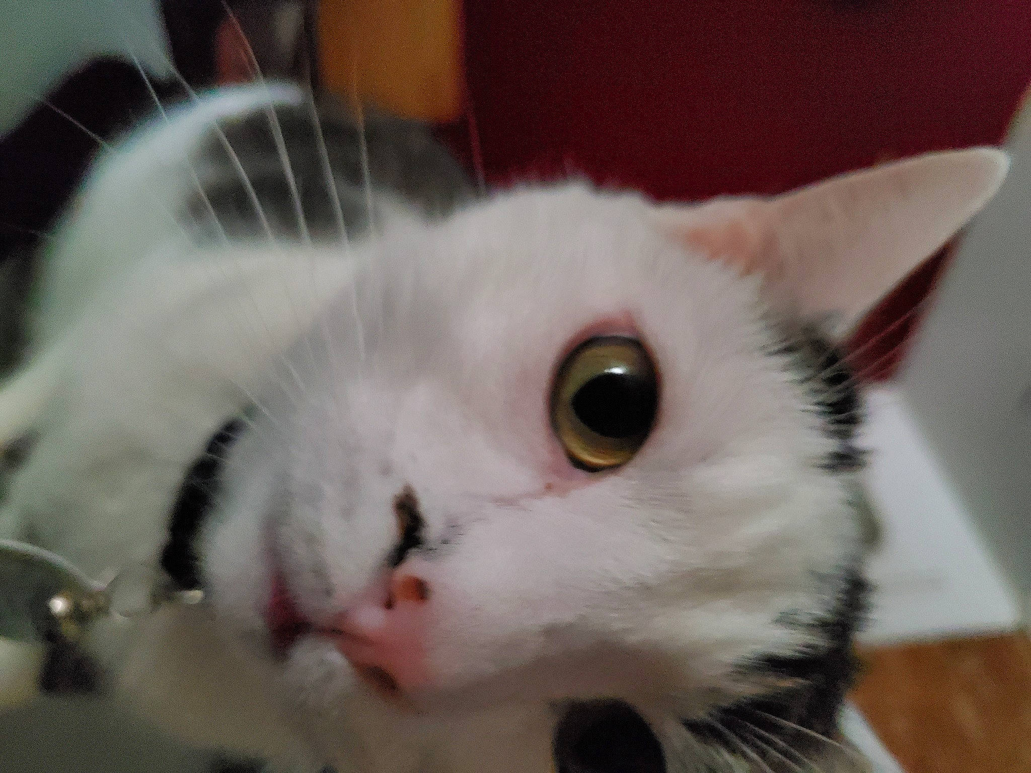 Mr Smith is registered to the contest to win money with this photo: carnivore, cat, domestic_short_haired_cat, ear, felidae, fur, paw, small_to_medium_sized_cats, snout, tail, whiskers