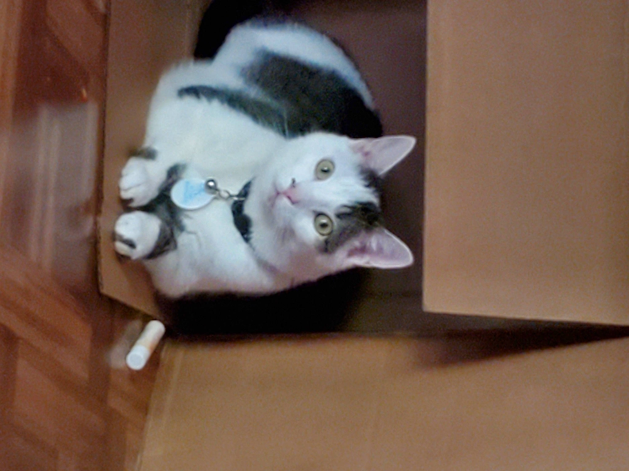 Mr Smith is registered to the contest to win money with this photo: carnivore, cat, domestic_short_haired_cat, eye, fawn, felidae, flooring, fur, hardwood, head, paw, small_to_medium_sized_cats, tail, whiskers, wood