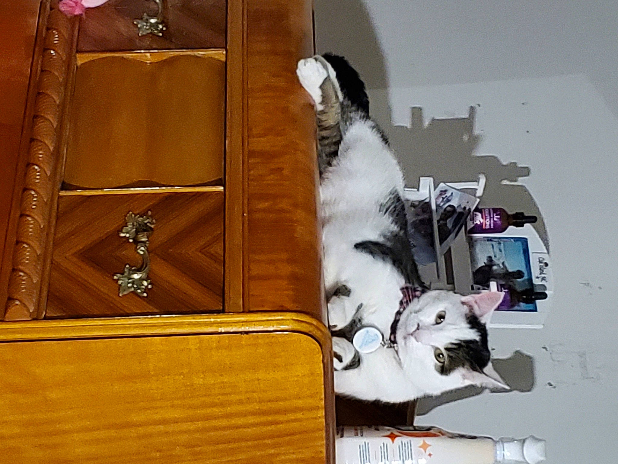 Mr Smith is registered to the contest to win money with this photo: art, bag, brown, carnivore, companion_dog, fashion_accessory, felidae, font, fur, hardwood, leather, luggage_and_bags, metal, product, rectangle, room, small_to_medium_sized_cats, visual_arts, whiskers, wood