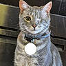Willie joined the competition — help win amazing prizes! cat, one-eyed_cat, tabby, gray_cat, pet, collar, tag, indoor, animal, feline, cute, whiskers, ears, fur, face, portrait, sitting, looking, domestic_cat, mystery
