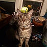 Willie joined the competition — help win amazing prizes! cat, tabby, one-eyed, collar, heart_tag, lamp, stained_glass, window, countertop, keys, bread, basket, indoor, pet, feline, animal, clutter, reflection, domestic, cozy