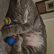 Willie joined the competition — help win amazing prizes! cat, sleeping, gray_tabby, toy, colorful, blanket, cozy, indoor, pet, feline, fur, whiskers, paw, resting, cute, domestic_animal, home, relaxation, comfort, nap