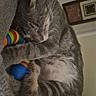 cat, sleeping, gray_tabby, toy, colorful, blanket, cozy, indoor, pet, feline, fur, whiskers, paw, resting, cute, domestic_animal, home, relaxation, comfort, nap