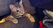 Willie is registered to the contest to win money with this photo: cat, one-eyed, gray_cat, couch, furniture, paws, curious, indoor, cozy, blanket, fabric, pet, animal, cute, hiding, resting, home, feline, looking, soft