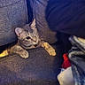 cat, one-eyed, gray_cat, couch, furniture, paws, curious, indoor, cozy, blanket, fabric, pet, animal, cute, hiding, resting, home, feline, looking, soft