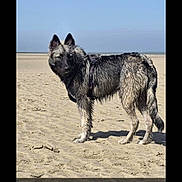 Vickie participe au concours pour gagner de l'argent avec cette photo : dog, beach, sand, wet_fur, canine, outdoor, animal, pet, daylight, nature, water, sky, muzzle, ears, standing, harness, curious, fur, landscape, summer