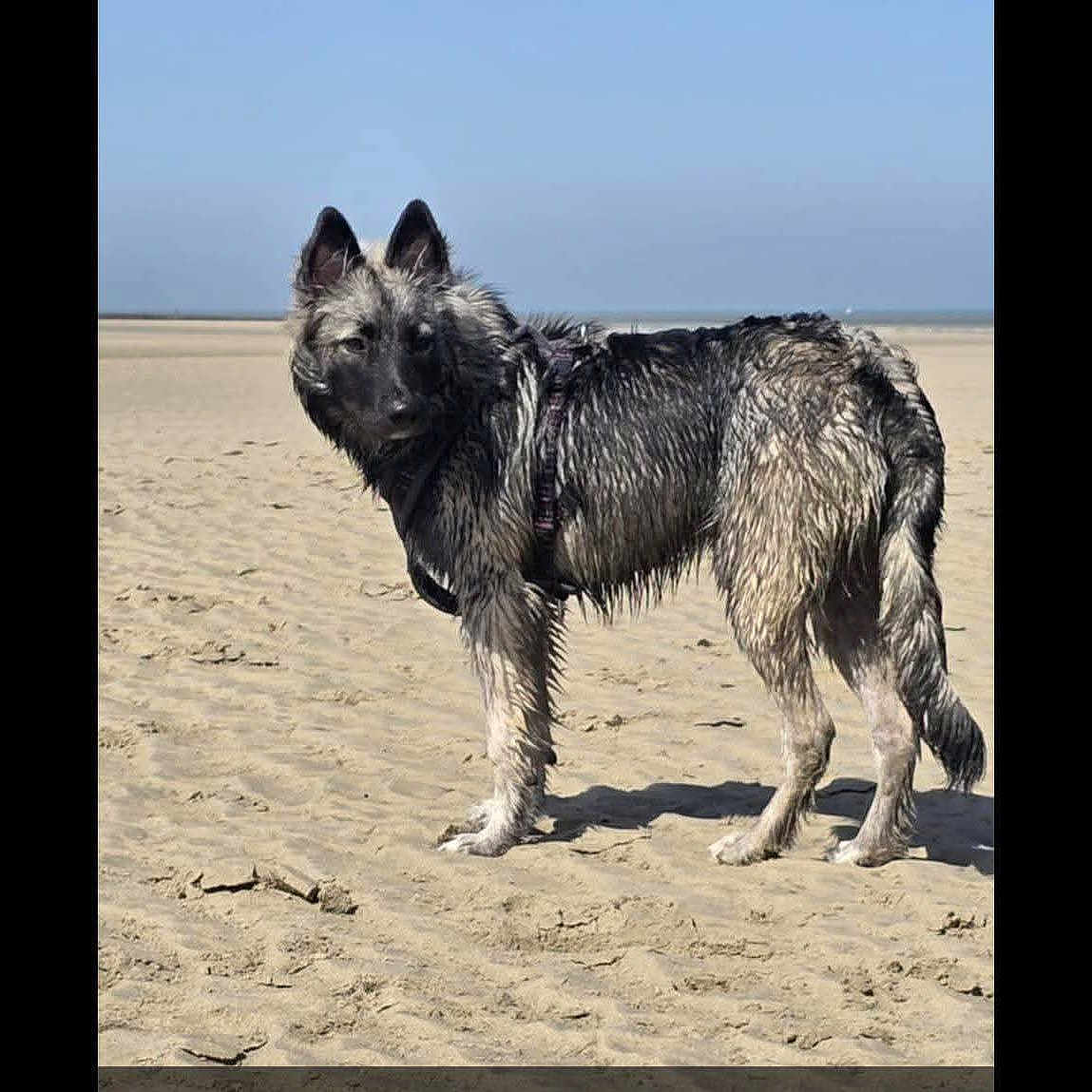 Vickie participe au concours pour gagner de l'argent avec cette photo : dog, beach, sand, wet_fur, canine, outdoor, animal, pet, daylight, nature, water, sky, muzzle, ears, standing, harness, curious, fur, landscape, summer