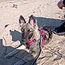 animal, canine, closeup, daytime, dog, ears, footwear, harness, leash, nature, outdoor, person, pet, puppy, relaxation, resting, sand, shadow, stick, sunlight