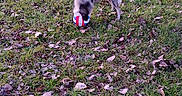 Vickie participe au concours pour gagner de l'argent avec cette photo : animal, ball, canine, daylight, dog, fall, field, fun, grass, leaves, nature, outdoor, park, pet, play, rural, sniffing, toy, tree, walking