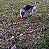 animal, ball, canine, daylight, dog, fall, field, fun, grass, leaves, nature, outdoor, park, pet, play, rural, sniffing, toy, tree, walking