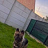 animal, ball, brick_wall, canine, collar, concrete, daylight, dog, fence, gate, grass, greenery, house, outdoor, pet, playing, sidewalk, sky, sunset, yard